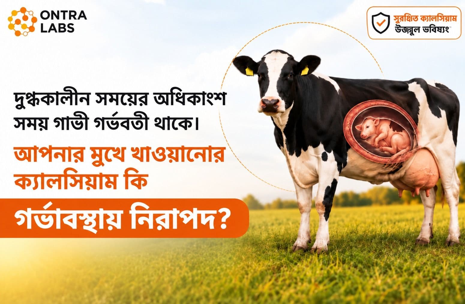 আপনার ওরাল ক্যালসিয়াম সাপ্লিমেন্ট কি গর্ভাবস্থায় নিরাপদ? Ontra Labs